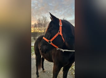 Caballo cuarto de milla, Yegua, 4 años, 150 cm, Negro