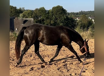 Caballo cuarto de milla, Yegua, 4 años, 150 cm, Negro