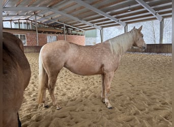 Caballo cuarto de milla, Yegua, 4 años, 150 cm, Palomino