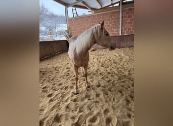 Caballo cuarto de milla, Yegua, 4 años, 150 cm, Palomino