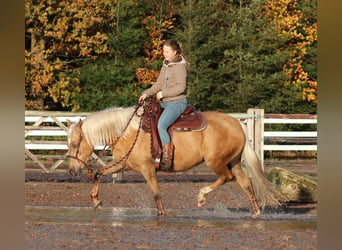 Caballo cuarto de milla Mestizo, Yegua, 4 años, 150 cm, Palomino