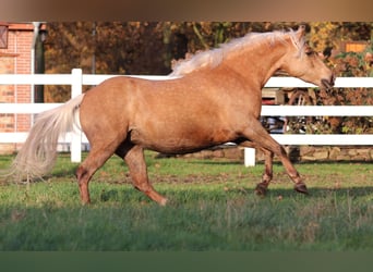 Caballo cuarto de milla Mestizo, Yegua, 4 años, 150 cm, Palomino