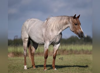 Caballo cuarto de milla, Yegua, 4 años, 150 cm, Ruano alazán