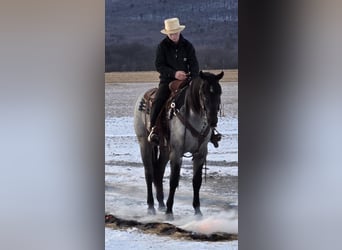 Caballo cuarto de milla, Yegua, 4 años, 150 cm, Ruano azulado