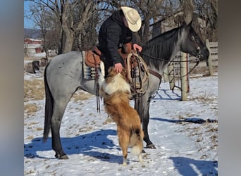 Caballo cuarto de milla, Yegua, 4 años, 150 cm, Ruano azulado