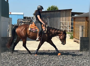 Caballo cuarto de milla, Yegua, 4 años, 151 cm, Castaño