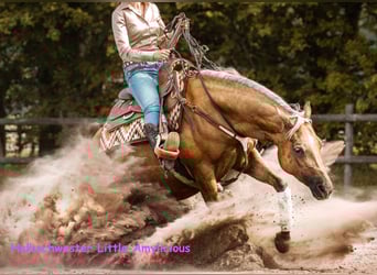 Caballo cuarto de milla, Yegua, 4 años, 151 cm, Castaño