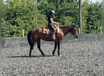 Caballo cuarto de milla, Yegua, 4 años, 151 cm, Castaño