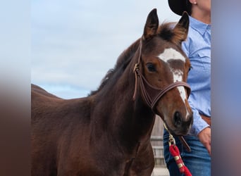Caballo cuarto de milla, Yegua, 4 años, 151 cm, Castaño