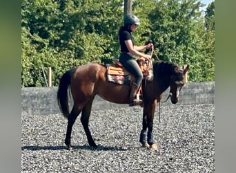Caballo cuarto de milla, Yegua, 4 años, 151 cm, Castaño