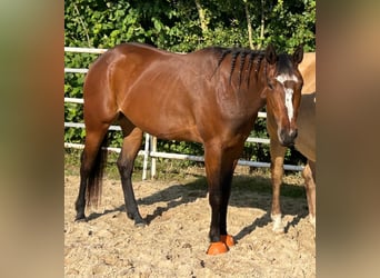 Caballo cuarto de milla, Yegua, 4 años, 151 cm, Castaño