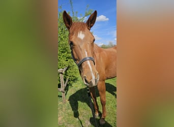 Caballo cuarto de milla, Yegua, 4 años, 152 cm, Alazán