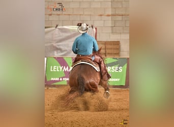 Caballo cuarto de milla, Yegua, 4 años, 152 cm, Alazán