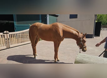 Caballo cuarto de milla, Yegua, 4 años, 152 cm, Alazán