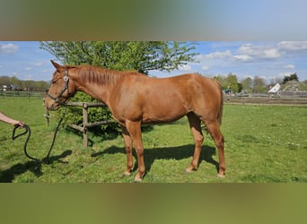 Caballo cuarto de milla, Yegua, 4 años, 152 cm, Alazán
