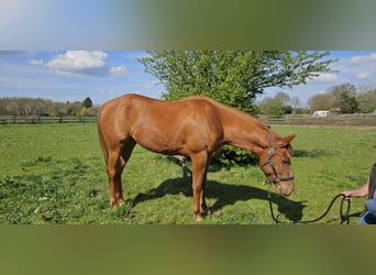 Caballo cuarto de milla, Yegua, 4 años, 152 cm, Alazán