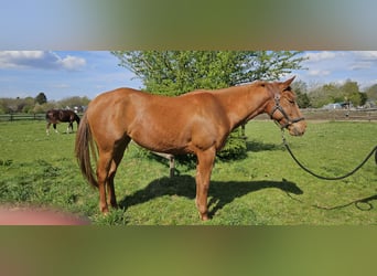 Caballo cuarto de milla, Yegua, 4 años, 152 cm, Alazán