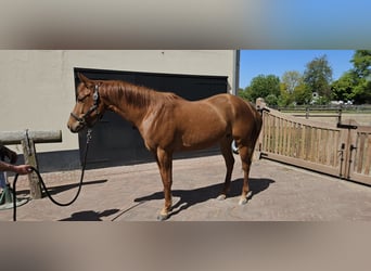 Caballo cuarto de milla, Yegua, 4 años, 152 cm, Alazán