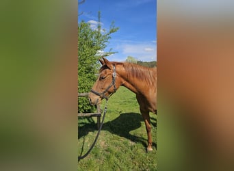 Caballo cuarto de milla, Yegua, 4 años, 152 cm, Alazán