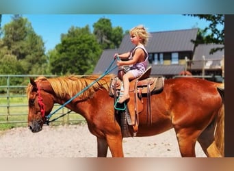 Caballo cuarto de milla Mestizo, Yegua, 4 años, 152 cm, Alazán rojizo