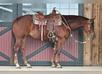 Caballo cuarto de milla, Yegua, 4 años, 152 cm, Alazán rojizo