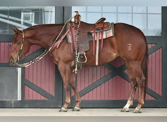 Caballo cuarto de milla, Yegua, 4 años, 152 cm, Alazán rojizo