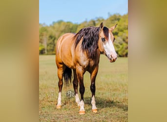 Caballo cuarto de milla, Yegua, 4 años, 152 cm, Bayo