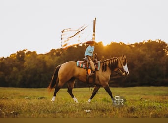 Caballo cuarto de milla, Yegua, 4 años, 152 cm, Bayo