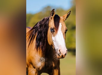 Caballo cuarto de milla, Yegua, 4 años, 152 cm, Bayo