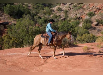 Caballo cuarto de milla, Yegua, 4 años, 152 cm, Bayo