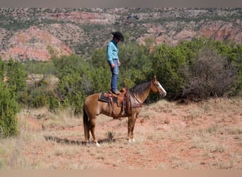 Caballo cuarto de milla, Yegua, 4 años, 152 cm, Bayo