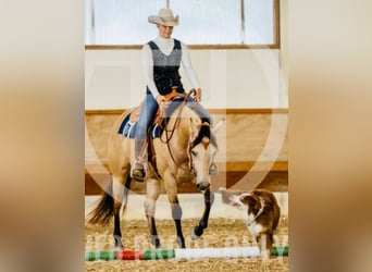 Caballo cuarto de milla, Yegua, 4 años, 152 cm, Buckskin/Bayo