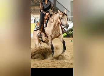 Caballo cuarto de milla, Yegua, 4 años, 152 cm, Buckskin/Bayo