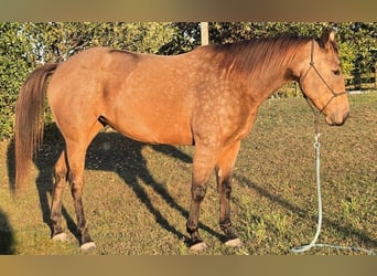 Caballo cuarto de milla, Yegua, 4 años, 152 cm, Buckskin/Bayo