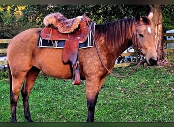 Caballo cuarto de milla, Yegua, 4 años, 152 cm, Buckskin/Bayo