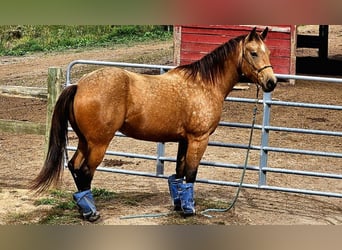 Caballo cuarto de milla, Yegua, 4 años, 152 cm, Buckskin/Bayo