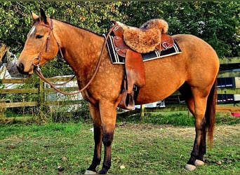 Caballo cuarto de milla, Yegua, 4 años, 152 cm, Buckskin/Bayo