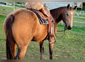 Caballo cuarto de milla, Yegua, 4 años, 152 cm, Buckskin/Bayo