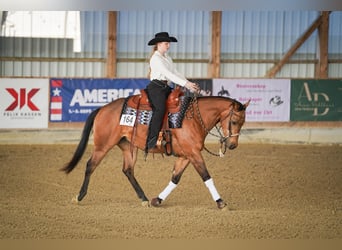 Caballo cuarto de milla, Yegua, 4 años, 152 cm, Buckskin/Bayo