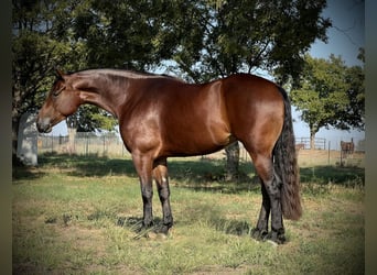 Caballo cuarto de milla, Yegua, 4 años, 152 cm, Castaño rojizo