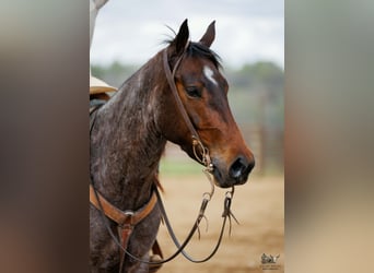 Caballo cuarto de milla, Yegua, 4 años, 152 cm, Castaño-ruano