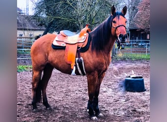 Caballo cuarto de milla, Yegua, 4 años, 152 cm