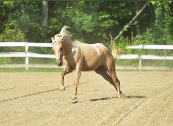 Caballo cuarto de milla, Yegua, 4 años, 152 cm, Palomino