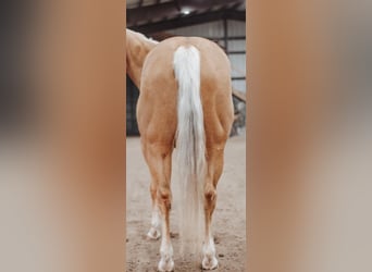 Caballo cuarto de milla, Yegua, 4 años, 152 cm, Palomino