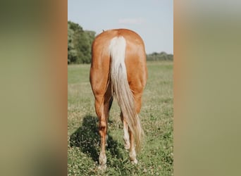 Caballo cuarto de milla, Yegua, 4 años, 152 cm, Palomino