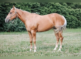 Caballo cuarto de milla, Yegua, 4 años, 152 cm, Palomino