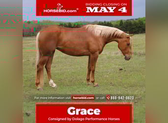 Caballo cuarto de milla, Yegua, 4 años, 152 cm, Palomino