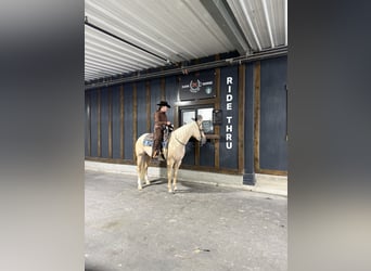 Caballo cuarto de milla, Yegua, 4 años, 152 cm, Palomino