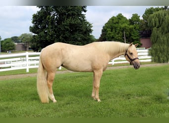 Caballo cuarto de milla, Yegua, 4 años, 152 cm, Palomino