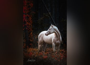 Caballo cuarto de milla, Yegua, 4 años, 152 cm, Perlino